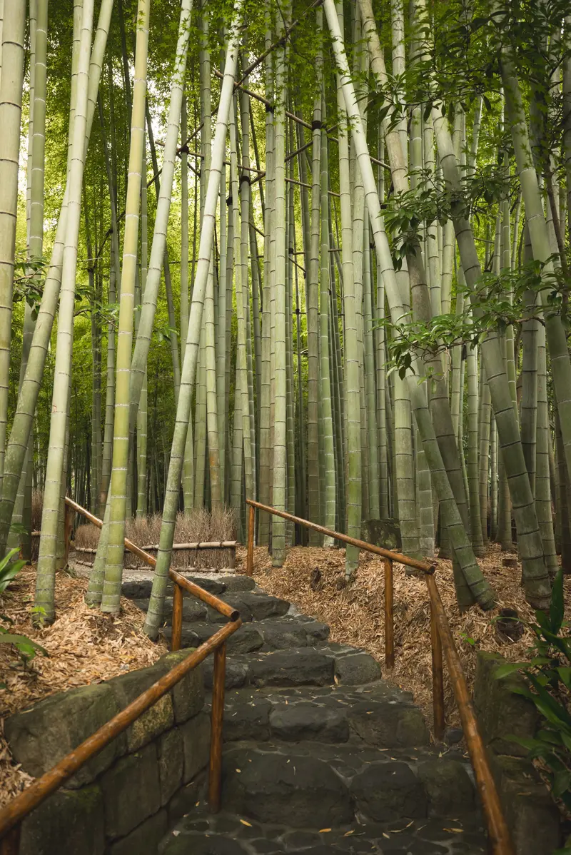 Bamboo, Japan
